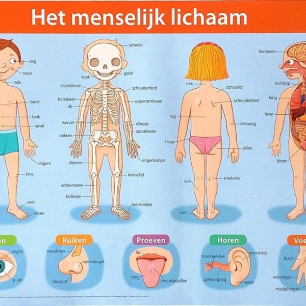 Leeuwenklas : Van kop tot teen!